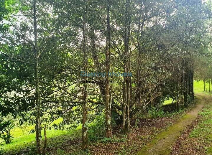 Chácara, 7 quartos, 700 m² - Foto 4